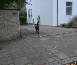 Social Walk - Tinas HuSchu | Hundeschule München und Umgebung