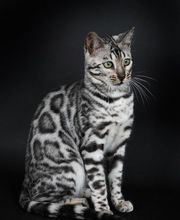 Chatterie Panthera du Maquis image 13