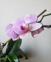 Jeannot Daisy image 7