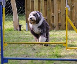 RolfsRudel Hundeschule / Rolf Matar Bild 8