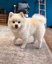 Artgerecht-dogspa Bild 3