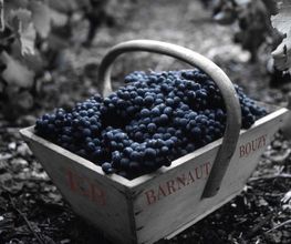 CHAMPAGNE BARNAUT image 11