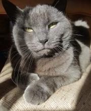 Ospedale Veterinario San Francesco immagine 8