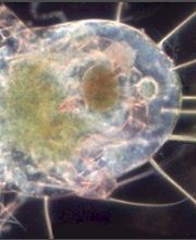 DESINFEXION SERVICE SARL Bild 13