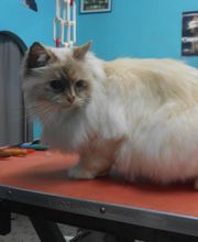 La Bichonnerie Henin image 19