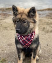 Tierkrankenversicherung Hund