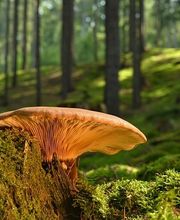 Buch den Fink Bild 1