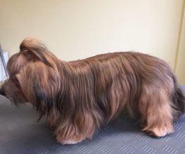 Hundesalon Region Basel - Wir bieten den Tieren eine professionelle Fellpflege. Ein liebevoller und herzlicher Umgang mit Ihrem vierbeinigen Familienmitglied ist für uns oberstes Gebot!