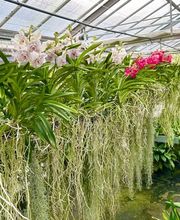 Orchidable di Andrea Martina Bild 3