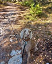 Complices Canins image 2