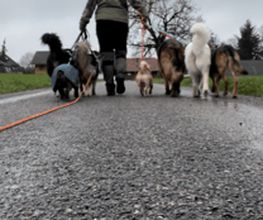 Focus Dogs Hundeschule KlG Bild 2