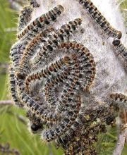 Punaises Nuisibles et Solutions image 5