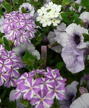 Loncle Erwan image 3