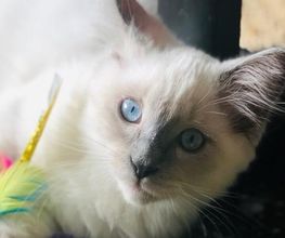 Comme Un Chat image 12
