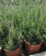 Jardinería Son Servera imagen 5