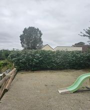 Baum élagage image 1