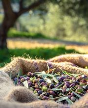 GRANAVIÑA SL imagen 6