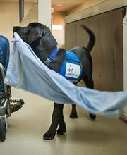 Stiftung Schweizerische Schule für Blindenführhunde Bild 2