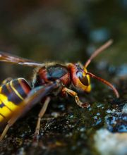 Logicomed Sagl Bild 7