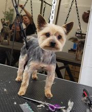 A FLAIR ALLURE image 1