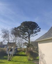 Baron Élagage image 10