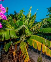 Finca Vicente y Sandra imagen 10