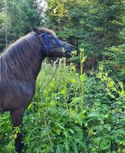 Gesundes Pferd Andrea Möri Bild 6