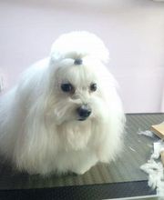 À la Maison du Toilettage image 3