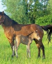 Le Haras De Muralis image 14