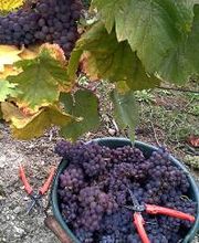 Weingut Hermann Kern Bild 2