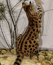 Almasi Savannah Cats (Rassekatzenzucht) Bild 1