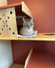 Le CHATel hôtel image 11