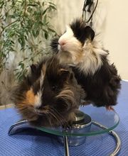 Cabinet Vétérinaire de la Fonderie SA Bild 12