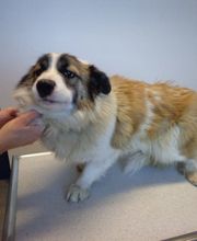 Krebs Vétérinaires SA Bild 2