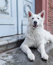Der Haustier Fotograf  Hunde- & Tierfotografie aus München Bild 3