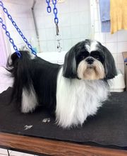 PRINCESS CANICHE image 7