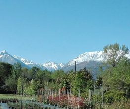 Pépinière des Pyrénées image 11