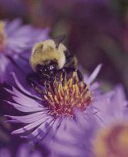 Beerdigungsinstitut Hannappel Bild 1