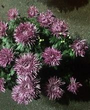 Vive Le Jardin image 17