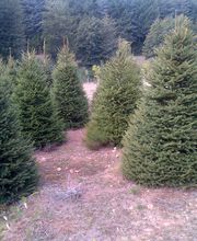 Can Jover Cultius imagen 2