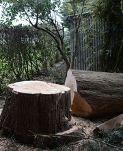 Le Clere Laurent image 8