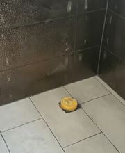 Svetoslav Petrov Fliesenleger Bild 5