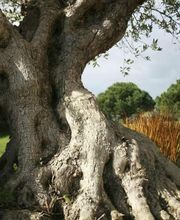 Stéphane Mahé Paysagiste image 6