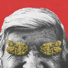 FACT FARM CBD - Produttore dal 2018 di Canapa Legale - CBD Shop Torino