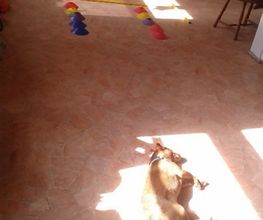 Dog Ways Hundecenter Bild 8