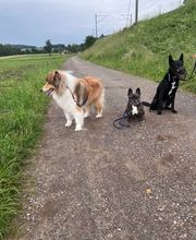 Focus Dogs Hundeschule KlG Bild 8