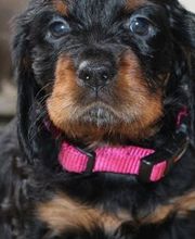 Nala's mobile Hundeschule Bild 1