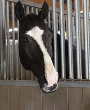 Manège et Poney Club de Presinge Bild 4