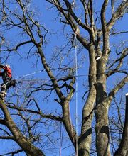 Thies Dölger Gartenbau Bild 2