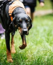 Kindergarten- und Therapiehund Frodo im Montessori Kinderhaus Starnberg